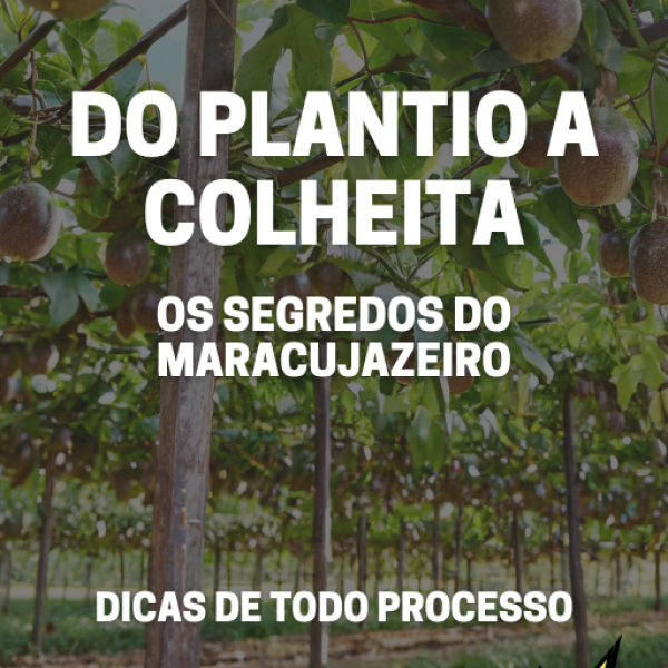 curso Do Plantio a Colheita Os segredos do maracujazeiro 